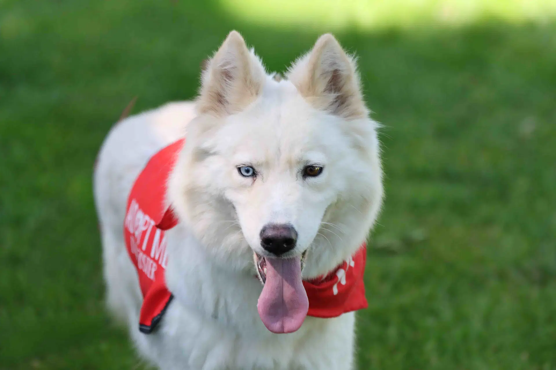 Renee - Siberian Husky