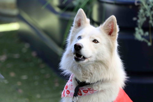 Renee, Siberian Husky