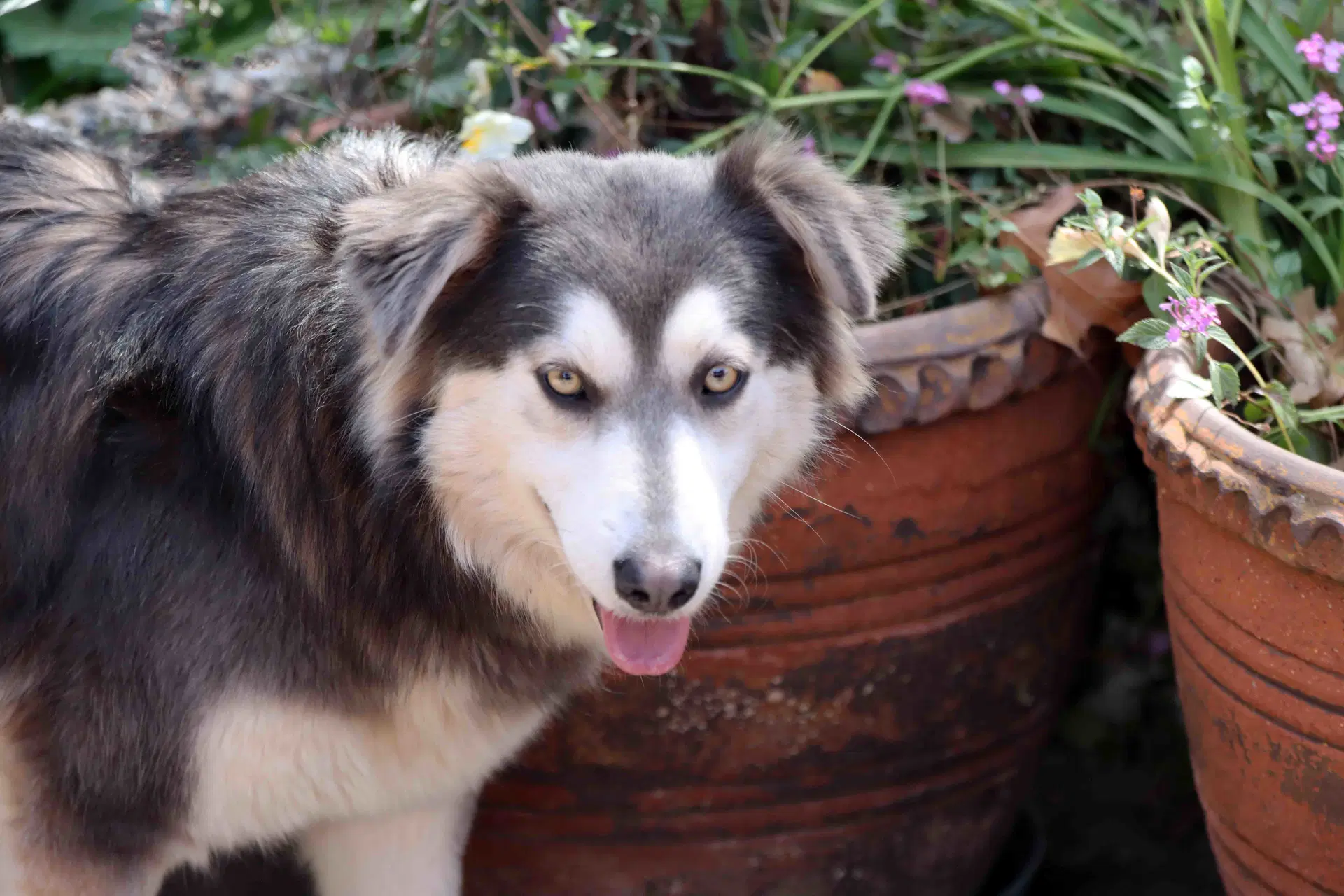Eclair - Siberian Husky