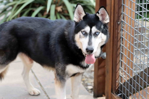Blue, an adoptable Siberian Husky in Walnut Creek, CA