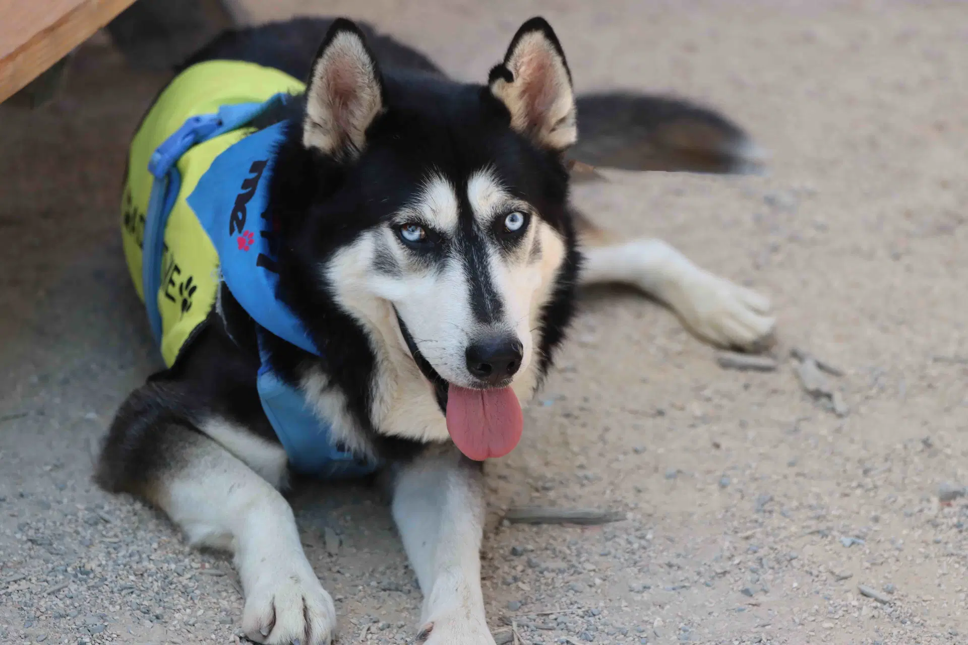 Blue - Siberian Husky