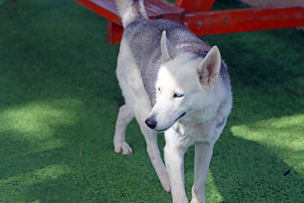 Frolic