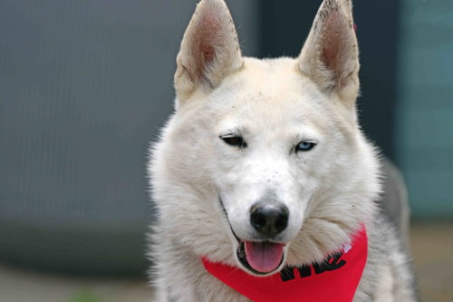Frolic, an adoptable Siberian Husky in Walnut Creek, CA