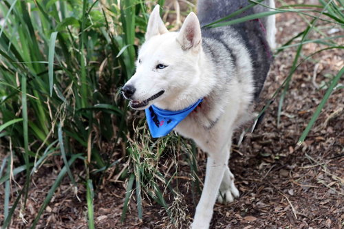 Frolic photo 2