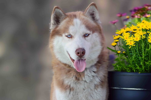 Crimzen, an adoptable Siberian Husky in Walnut Creek, CA