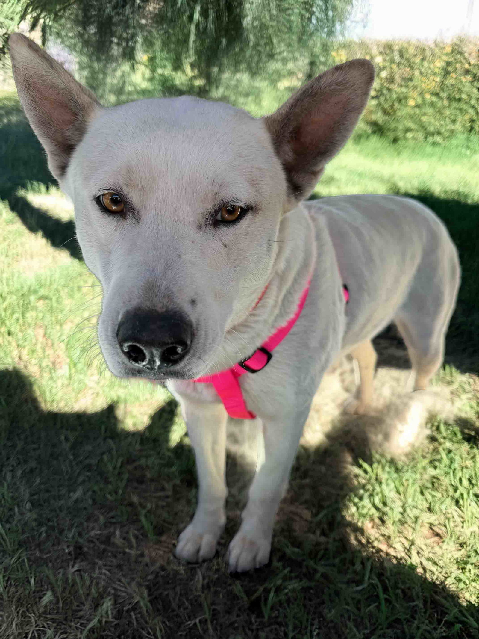 Paloma