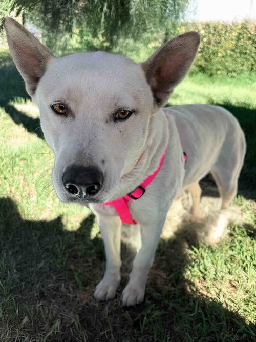Paloma, an adoptable Siberian Husky in Walnut Creek, CA