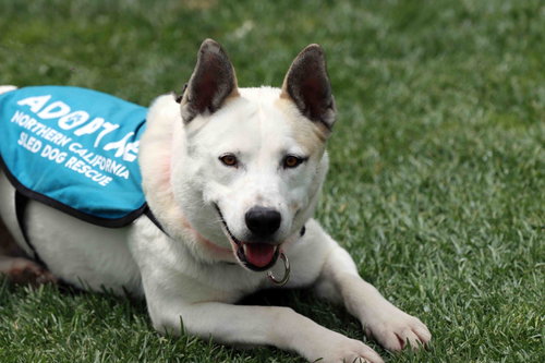 Paloma, an adoptable Siberian Husky in Walnut Creek, CA