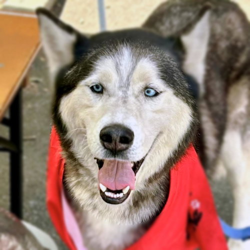 Zorro, an adoptable Siberian Husky in Walnut Creek, CA