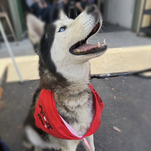 Zorro