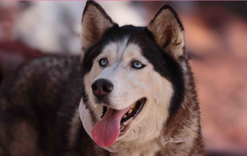 Zorro, an adoptable Siberian Husky in Walnut Creek, CA