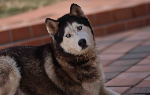 Zorro photo 2