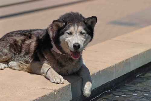 Zorro photo 3