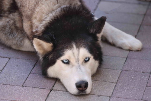 Zorro photo 4