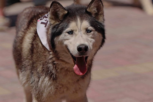 Zorro photo 6