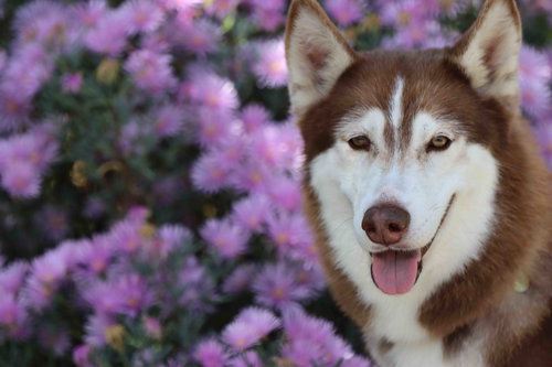 Penny, an adoptable Siberian Husky in Walnut Creek, CA
