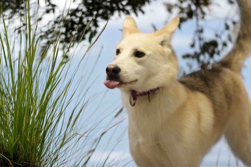 Calypso photo 5