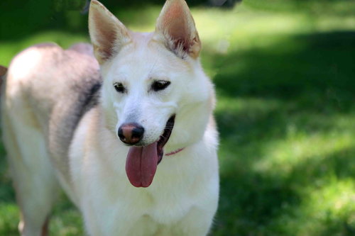 Calypso, an adoptable Siberian Husky in Walnut Creek, CA