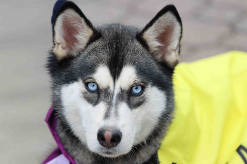 Haven, an adoptable Siberian Husky in Walnut Creek, CA