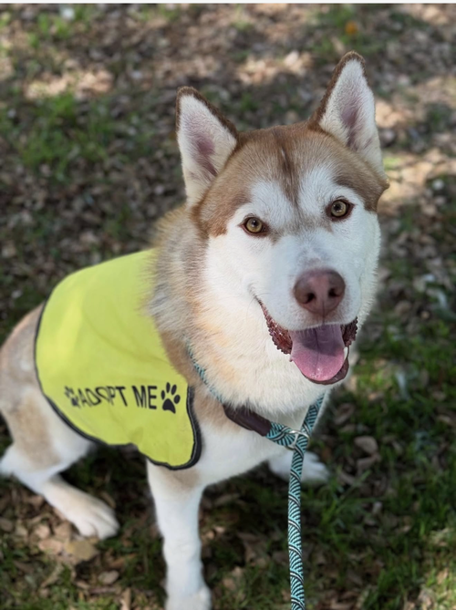 Rufus, an adoptable Siberian Husky in Walnut Creek, CA