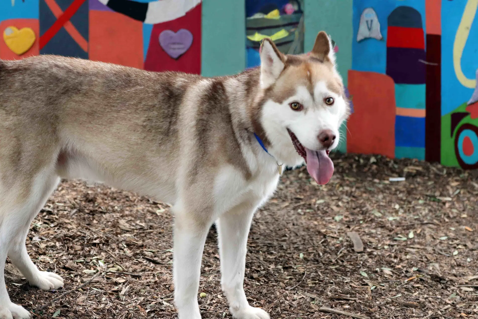 Rufus - Siberian Husky
