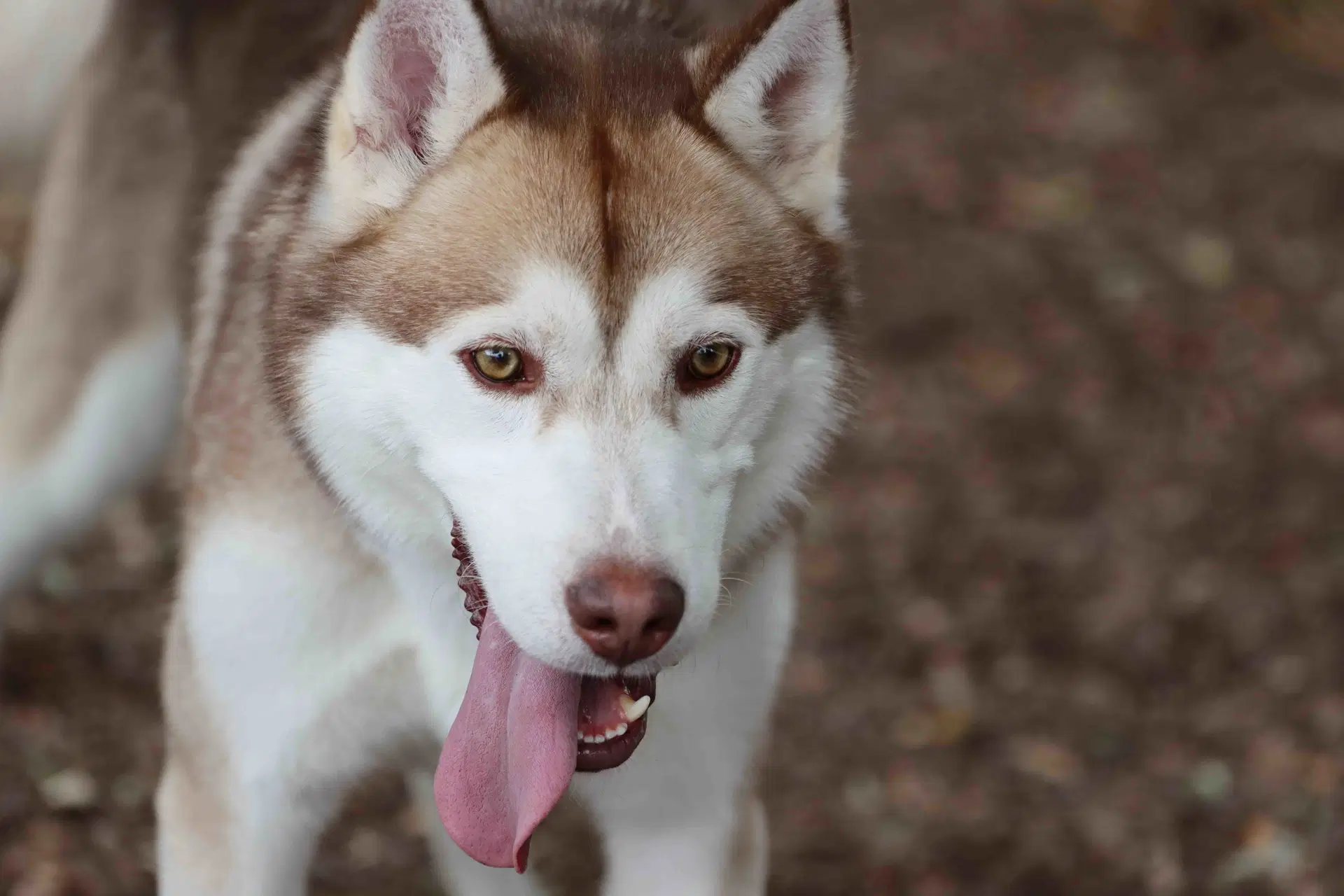 Rufus image 2