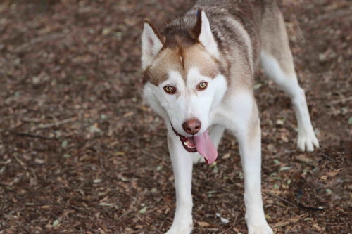 Rufus photo 3