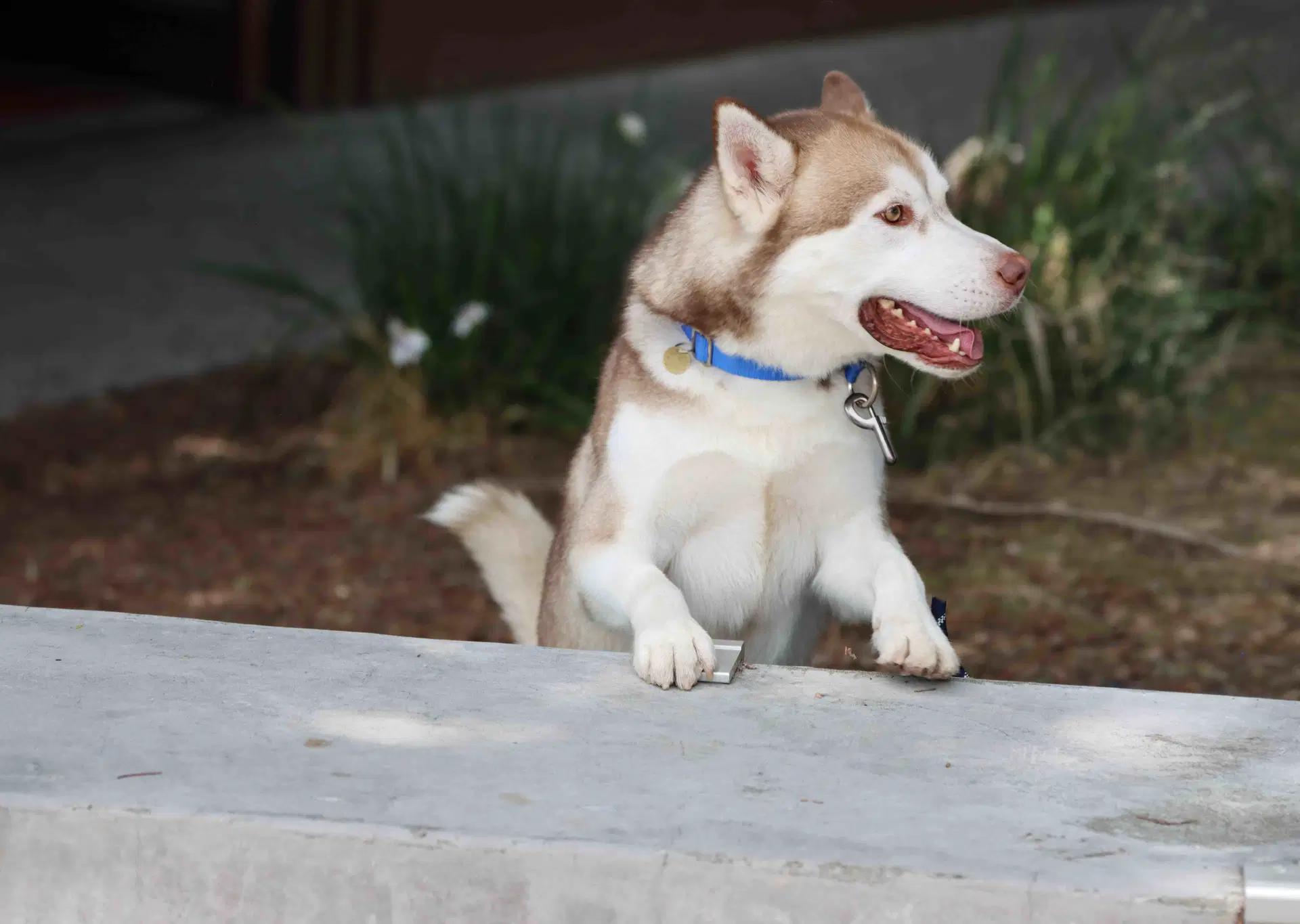 Rufus image 4