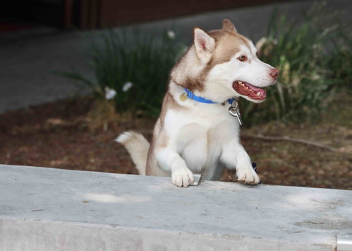 Rufus photo 4