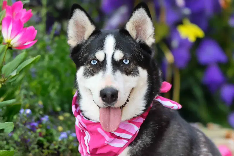 Solstice - Siberian Husky