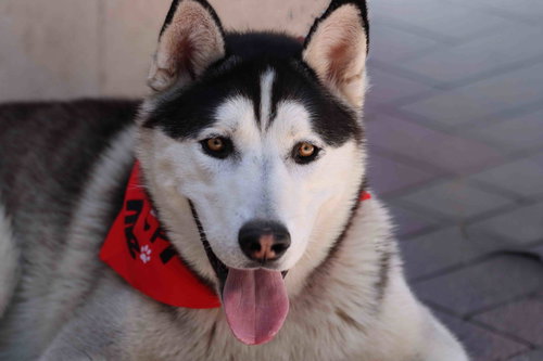 Jack Sparrow, an adoptable Siberian Husky in Walnut Creek, CA