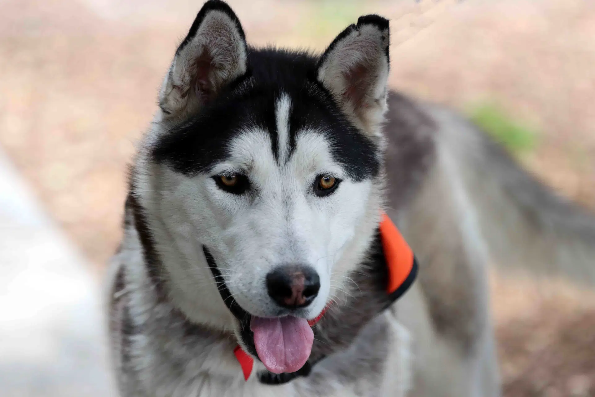 Jack Sparrow - Siberian Husky