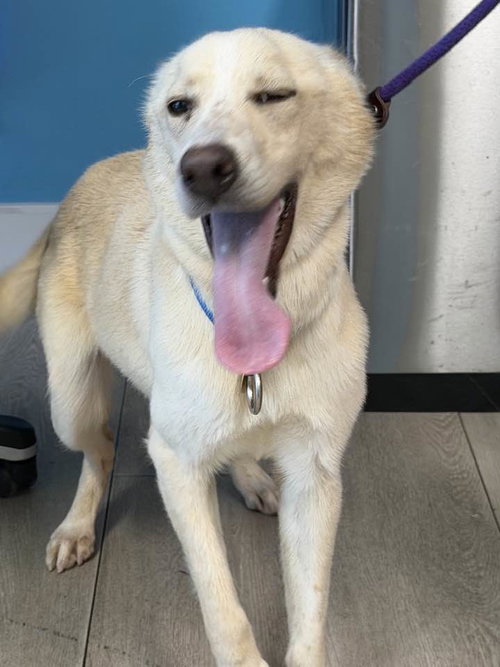 Laika