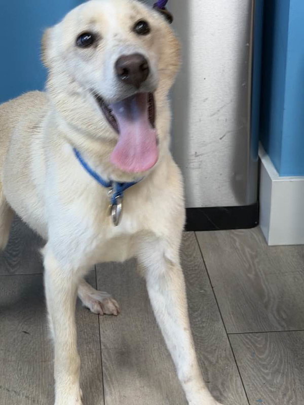 Laika