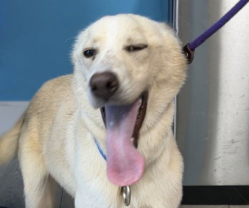 Laika