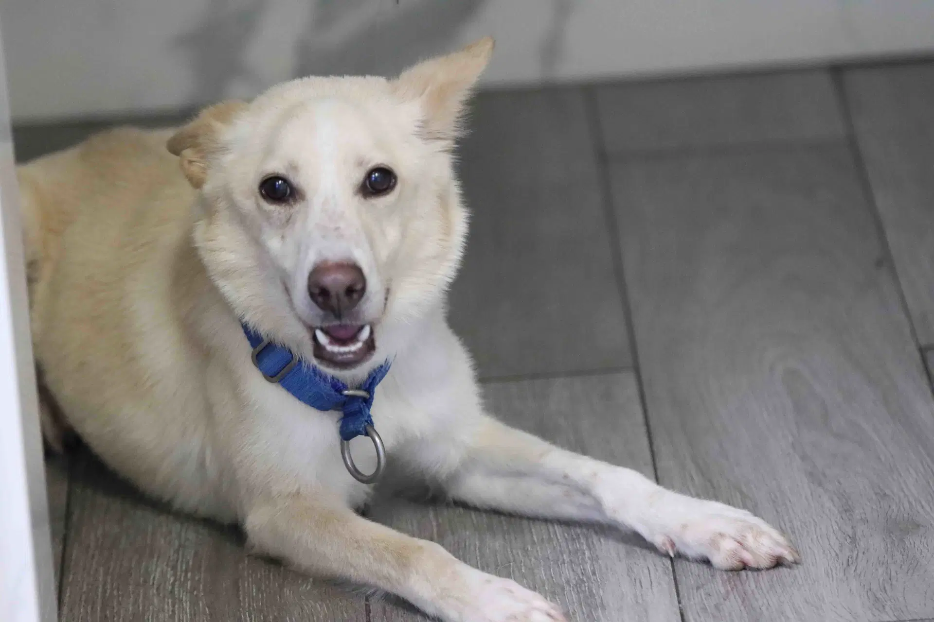 Laika - Shepsky