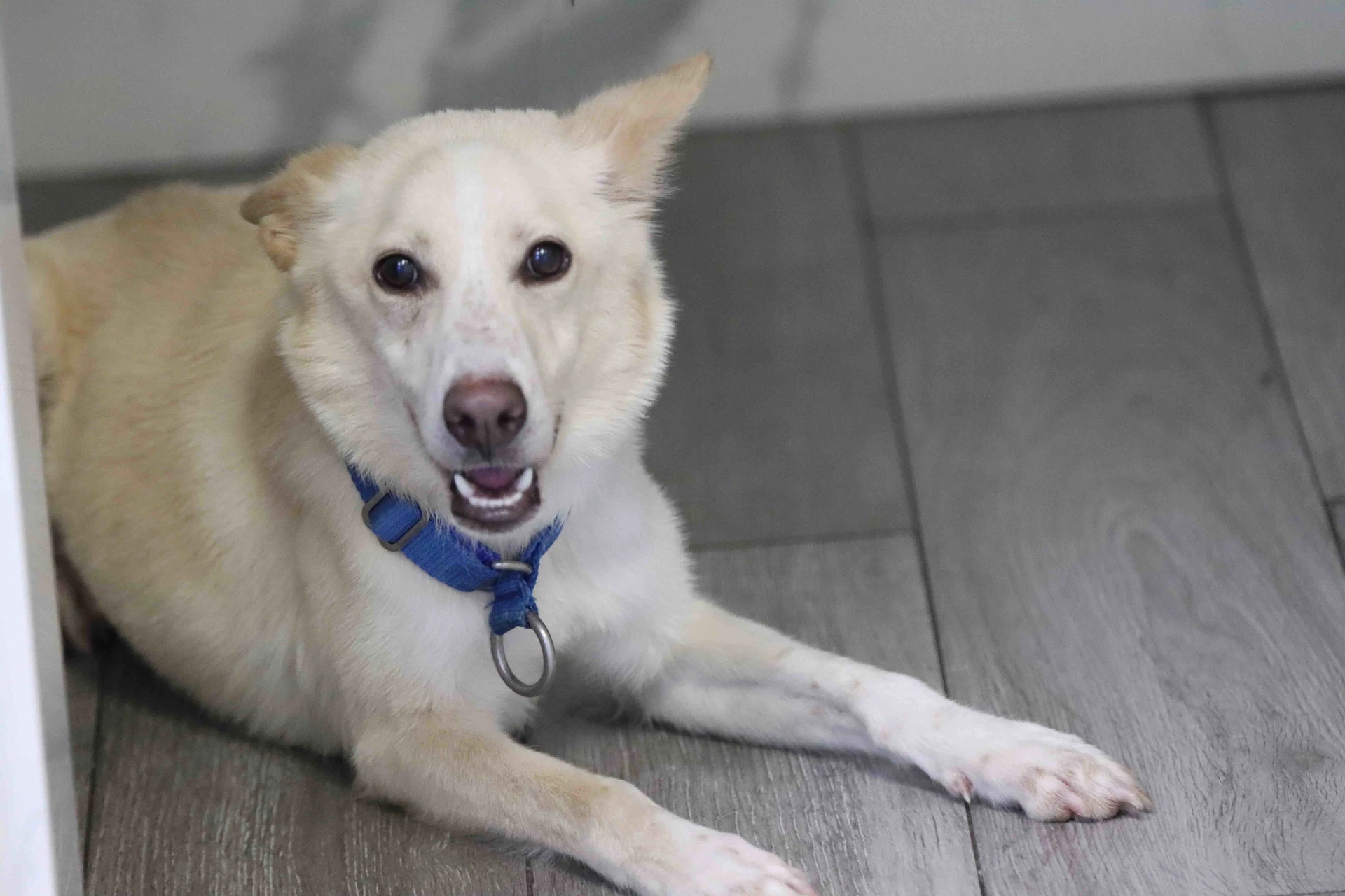 Laika