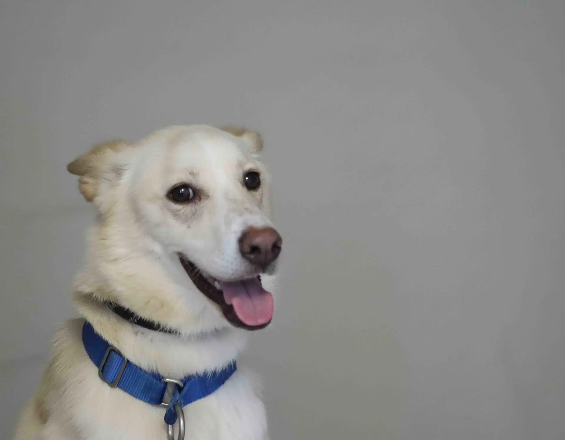 Laika image 3