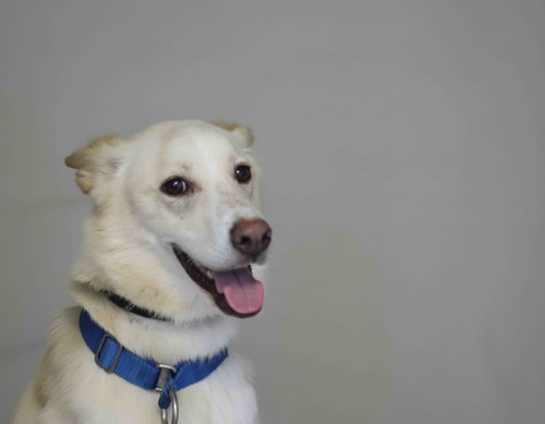 Laika photo 2