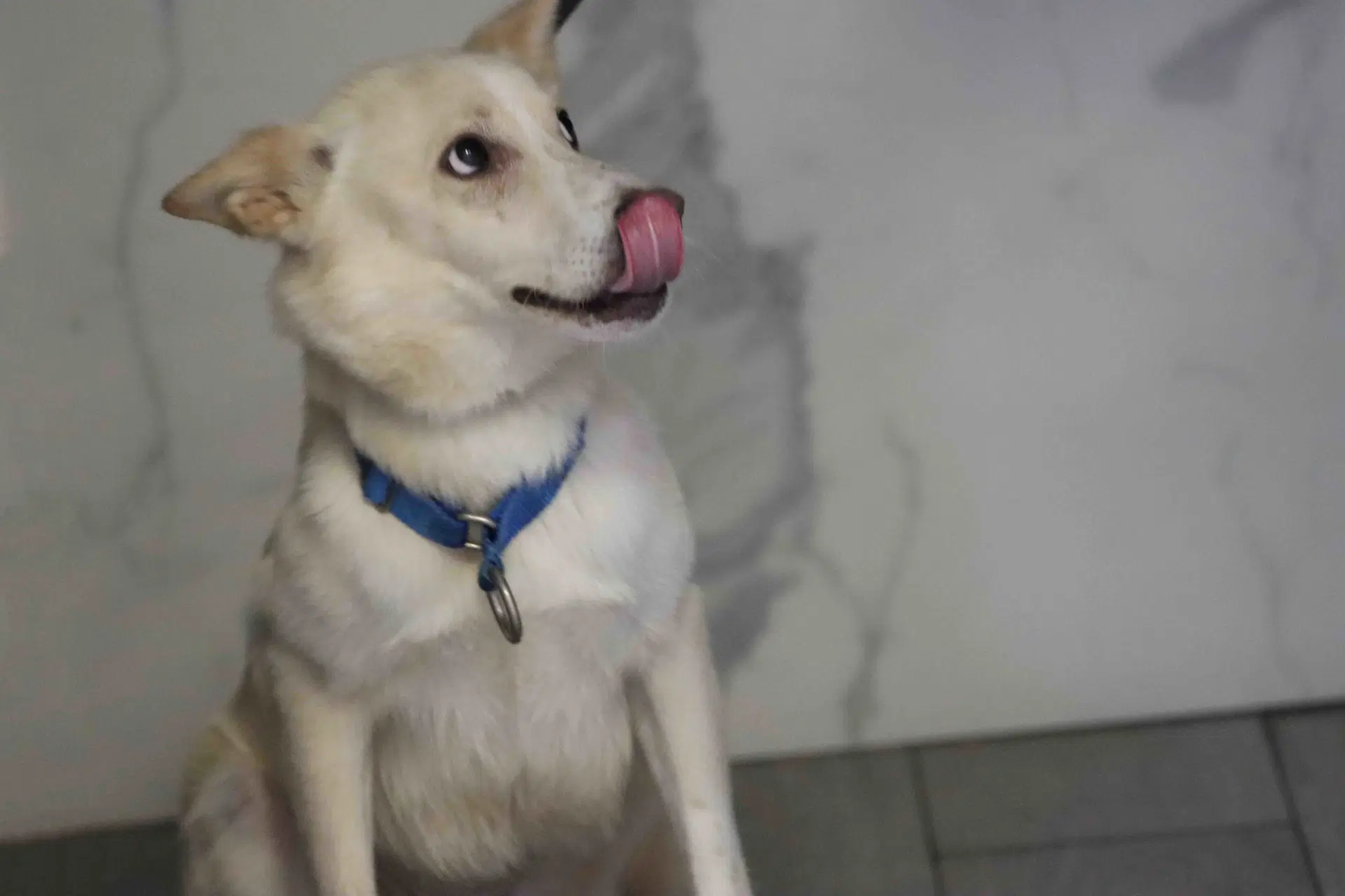 Laika image 4