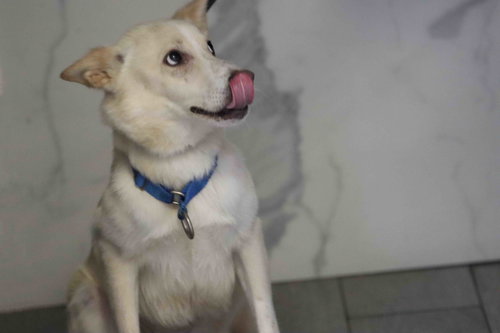 Laika photo 3
