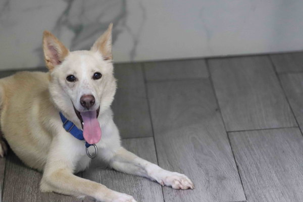 Laika