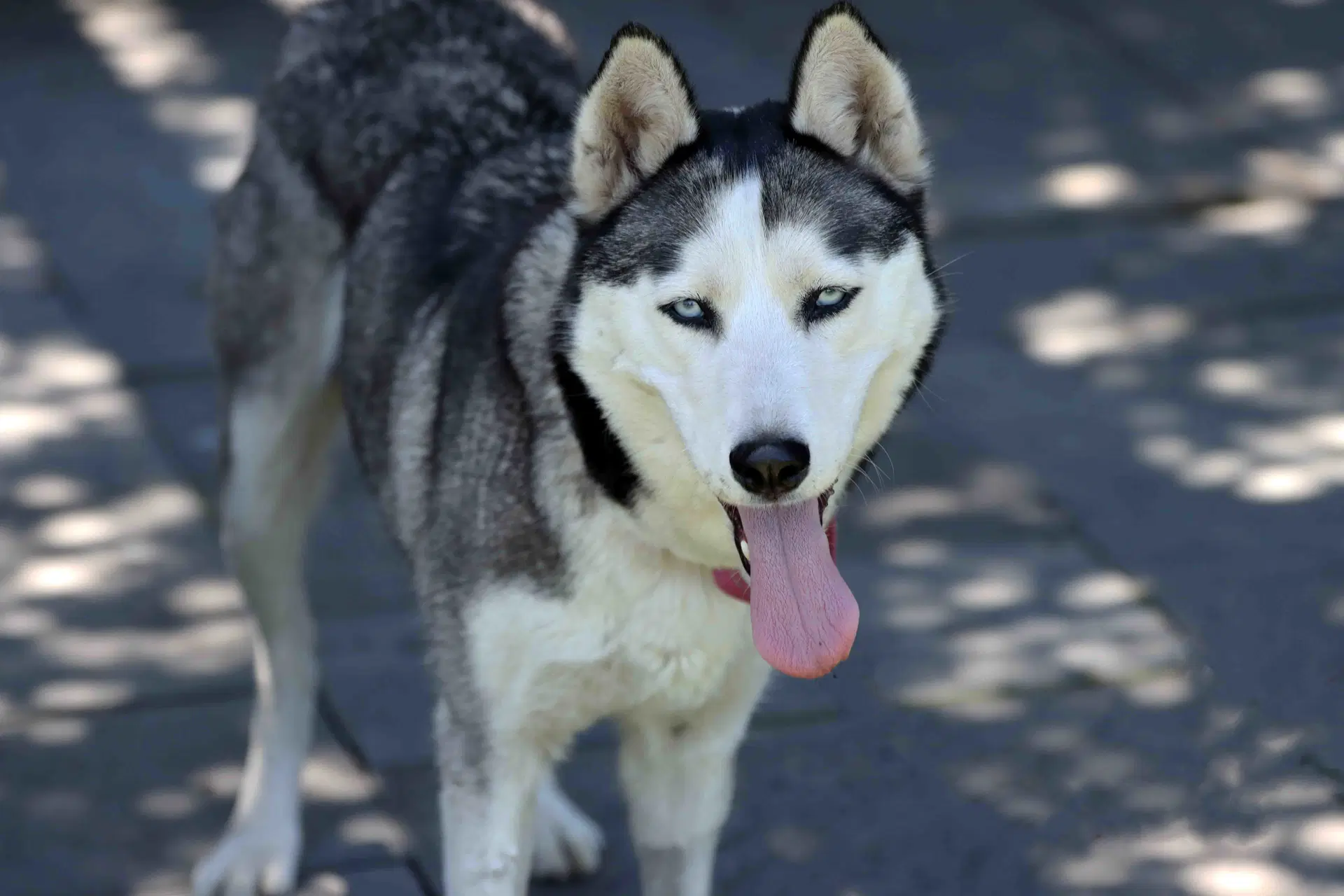 Mishka - Siberian Husky