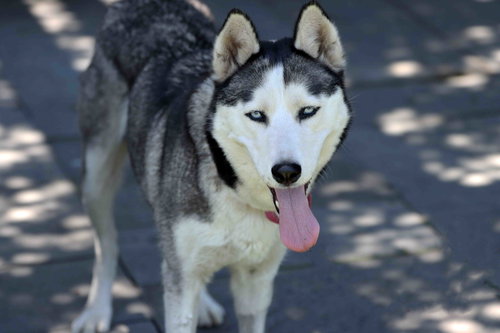 Mishka