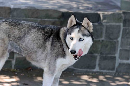 Mishka photo 2