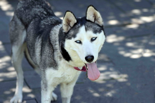 Mishka photo 3