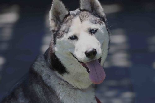 Mishka photo 6