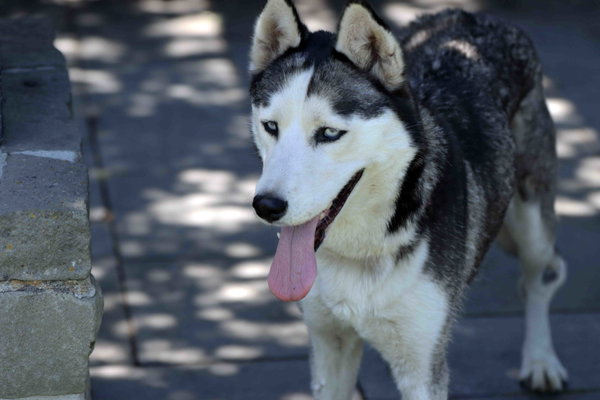 Mishka