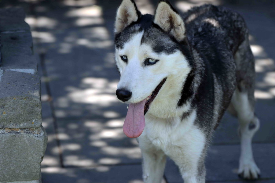 Mishka
