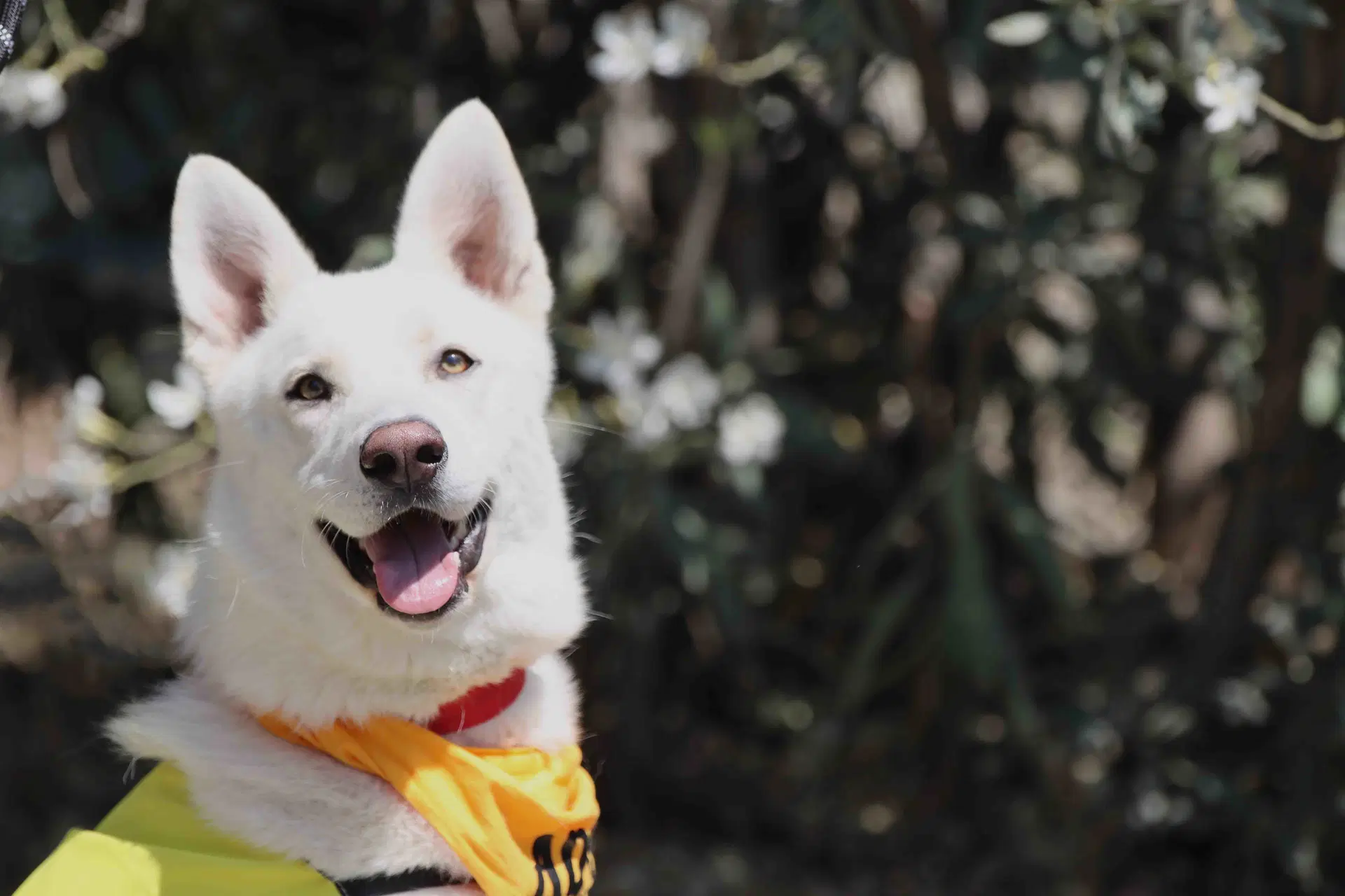Mojito - Siberian Husky
